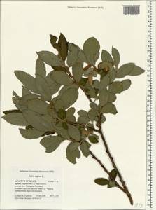 Salix caprea L., Crimea (KRYM) (Russia)