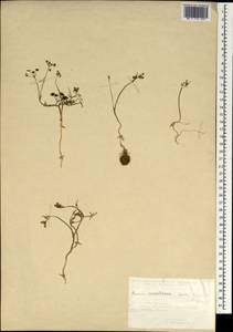 Bunium microcarpum (Boiss.) Freyn & Sint. ex Freyn, South Asia, South Asia (Asia outside ex-Soviet states and Mongolia) (ASIA) (Turkey)