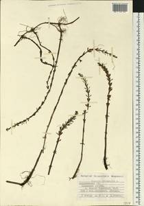 Hippuris tetraphylla L. fil., Eastern Europe, Northern region (E1) (Russia)