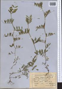 Vicia sativa subsp. nigra (L.)Ehrh., Middle Asia, Western Tian Shan & Karatau (M3) (Kazakhstan)