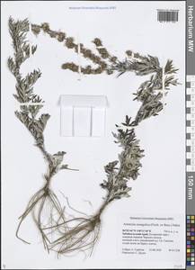 Artemisia mongolica (Fisch. ex Besser) Nakai, Siberia, Baikal & Transbaikal region (S4) (Russia)