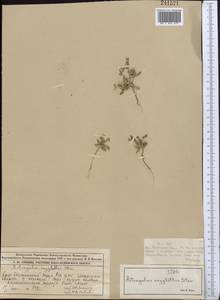 Astragalus oxyglottis Stev. ex M. Bieb., Middle Asia, Muyunkumy, Balkhash & Betpak-Dala (M9) (Kazakhstan)