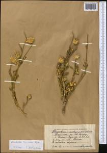 Amberboa turanica Iljin, Middle Asia, Caspian Ustyurt & Northern Aralia (M8) (Kazakhstan)