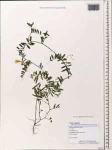 Vicia grandiflora Scop., Caucasus, Black Sea Shore (from Novorossiysk to Adler) (K3) (Russia)