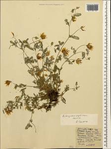 Astragalus captiosus A. Boriss., Caucasus, Georgia (K4) (Georgia)