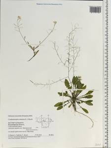 Arabidopsis arenosa subsp. arenosa, Eastern Europe, Central region (E4) (Russia)