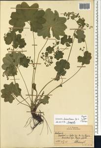 Alchemilla devestiens Juz., Eastern Europe, Moscow region (E4a) (Russia)