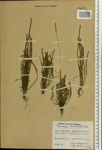 Plantago tenuiflora Waldst. & Kit., Eastern Europe, Rostov Oblast (E12a) (Russia)