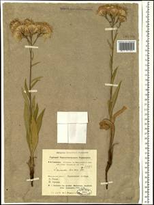 Saussurea amara (L.) DC., Siberia, Altai & Sayany Mountains (S2) (Russia)
