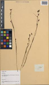 Carex oligostachya Nees, South Asia, South Asia (Asia outside ex-Soviet states and Mongolia) (ASIA) (Philippines)