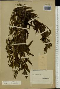 Euphorbia palustris L., Eastern Europe, South Ukrainian region (E12) (Ukraine)