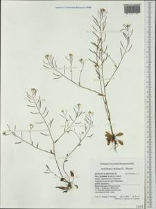 Arabidopsis thaliana (L.) Heynh., Australia & Oceania (AUSTR) (New Zealand)
