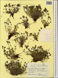 Cynanchica cristata (Sommier & Levier) P.Caputo & Del Guacchio, Caucasus, Stavropol Krai, Karachay-Cherkessia & Kabardino-Balkaria (K1b) (Russia)