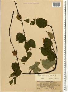 Betula pubescens var. litwinowii (Doluch.) Ashburner & McAll., Caucasus, North Ossetia, Ingushetia & Chechnya (K1c) (Russia)