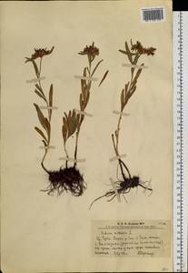 Phedimus aizoon (L.) 't Hart, Siberia, Altai & Sayany Mountains (S2) (Russia)