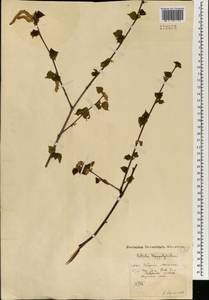 Betula pendula subsp. pendula, Mongolia (MONG) (Mongolia)