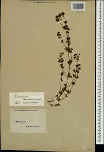 Lotus herbaceus (Vill.) Jauzein, Crimea (KRYM) (Russia)