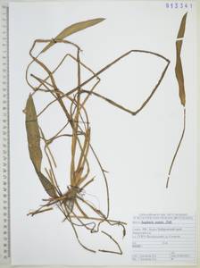 Sagittaria natans Pall., Siberia, Russian Far East (S6) (Russia)