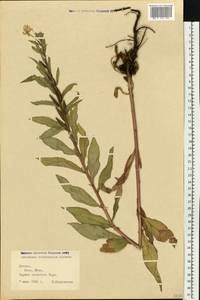Oenothera × rubricaulis Kleb., Eastern Europe, Latvia (E2b) (Latvia)