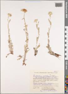 Leontopodium leontopodinum (DC.) Hand.-Mazz., Siberia, Yakutia (S5) (Russia)