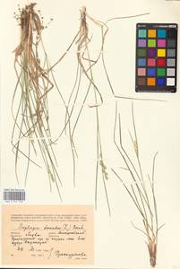 Danthonia decumbens (L.) DC., Eastern Europe, Lithuania (E2a) (Lithuania)
