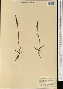 Spiranthes australis (R.Br.) Lindl., Mongolia (MONG) (Mongolia)