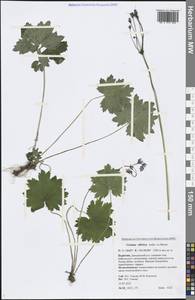 Primula matthioli subsp. sibirica (Andrz. ex Besser) Kovt., Siberia, Baikal & Transbaikal region (S4) (Russia)