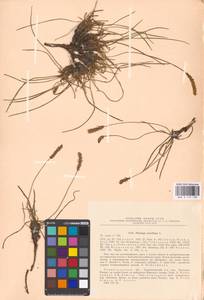 Plantago maritima L., Eastern Europe, North-Western region (E2) (Russia)