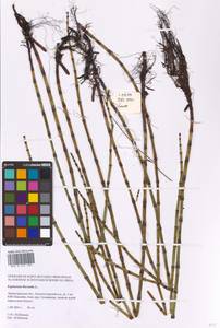 Equisetum fluviatile L., Eastern Europe, North-Western region (E2) (Russia)