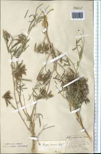 Astragalus arbuscula Pall., Middle Asia, Northern & Central Kazakhstan (M10) (Kazakhstan)