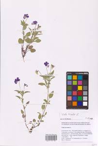 Viola tricolor L., Eastern Europe, Western region (E3) (Russia)