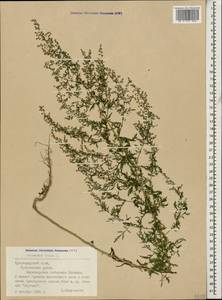 Artemisia annua L., Caucasus, Black Sea Shore (from Novorossiysk to Adler) (K3) (Russia)