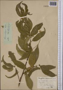 Prunus persica (L.) Stokes, Middle Asia, Syr-Darian deserts & Kyzylkum (M7) (Uzbekistan)