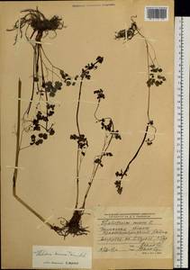 Thalictrum minus subsp. elatum (Jacq.) Stoj. & Stef., Siberia, Western Siberia (S1) (Russia)