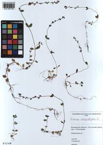 Veronica serpyllifolia L., Siberia, Altai & Sayany Mountains (S2) (Russia)