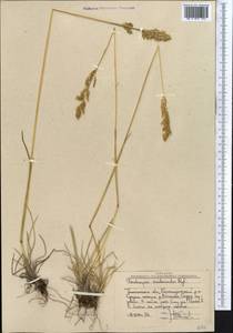 Deschampsia koelerioides Regel, Middle Asia, Western Tian Shan & Karatau (M3) (Uzbekistan)