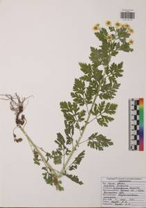 Tanacetum parthenium (L.) Sch. Bip., Eastern Europe, Central region (E4) (Russia)