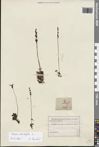 Drosera × anglica Huds., Eastern Europe, Lower Volga region (E9) (Russia)