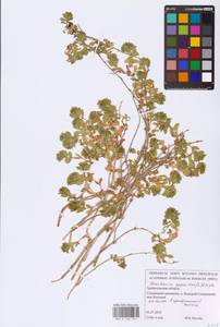 Honckenya peploides (L.) Ehrh., Eastern Europe, Northern region (E1) (Russia)