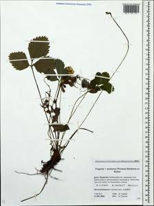 Fragaria ×ananassa (Weston) Rozier, Siberia, Baikal & Transbaikal region (S4) (Russia)