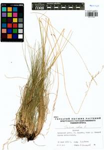 Festuca rubra L., Siberia, Baikal & Transbaikal region (S4) (Russia)