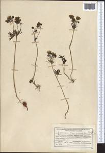 Geranium linearilobum DC. in Lam. & DC., Middle Asia, Northern & Central Tian Shan (M4) (Kyrgyzstan)