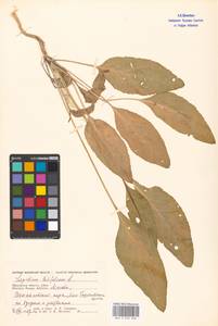 Lepidium latifolium L., Eastern Europe, Moscow region (E4a) (Russia)