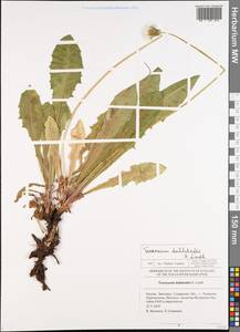Taraxacum stenoglossum Brenner, Eastern Europe, Middle Volga region (E8) (Russia)