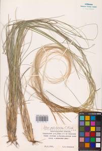 Stipa pulcherrima K.Koch, Eastern Europe (no precise locality) (E0)