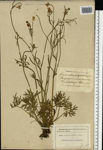 Ranunculus polyanthemos L., Eastern Europe, Latvia (E2b) (Latvia)