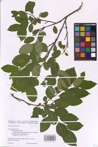 Rhamnus cathartica L., Eastern Europe, Central region (E4) (Russia)