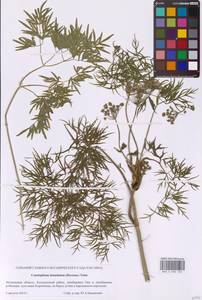 Cenolophium fischeri (Spreng.) W.D.J.Koch, Eastern Europe, Moscow region (E4a) (Russia)