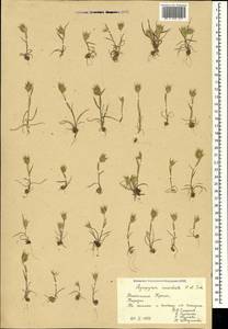 Eremopyrum orientale (L.) Jaub. & Spach, Crimea (KRYM) (Russia)