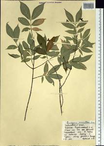 Euonymus verrucosus Scop., Siberia, Russian Far East (S6) (Russia)